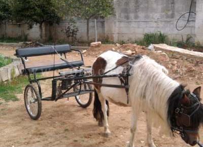 Bambini in giro con calesse trainato da un pony provocano vasto incendio