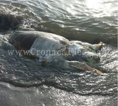 POZZUOLI/ Tartaruga gigante trovata morta a Licola Mare – LE FOTO