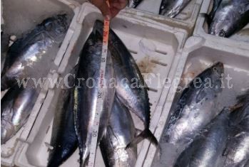 POZZUOLI/ Blitz al mercato del pesce, sequestrati tonnetti rossi sottomisura