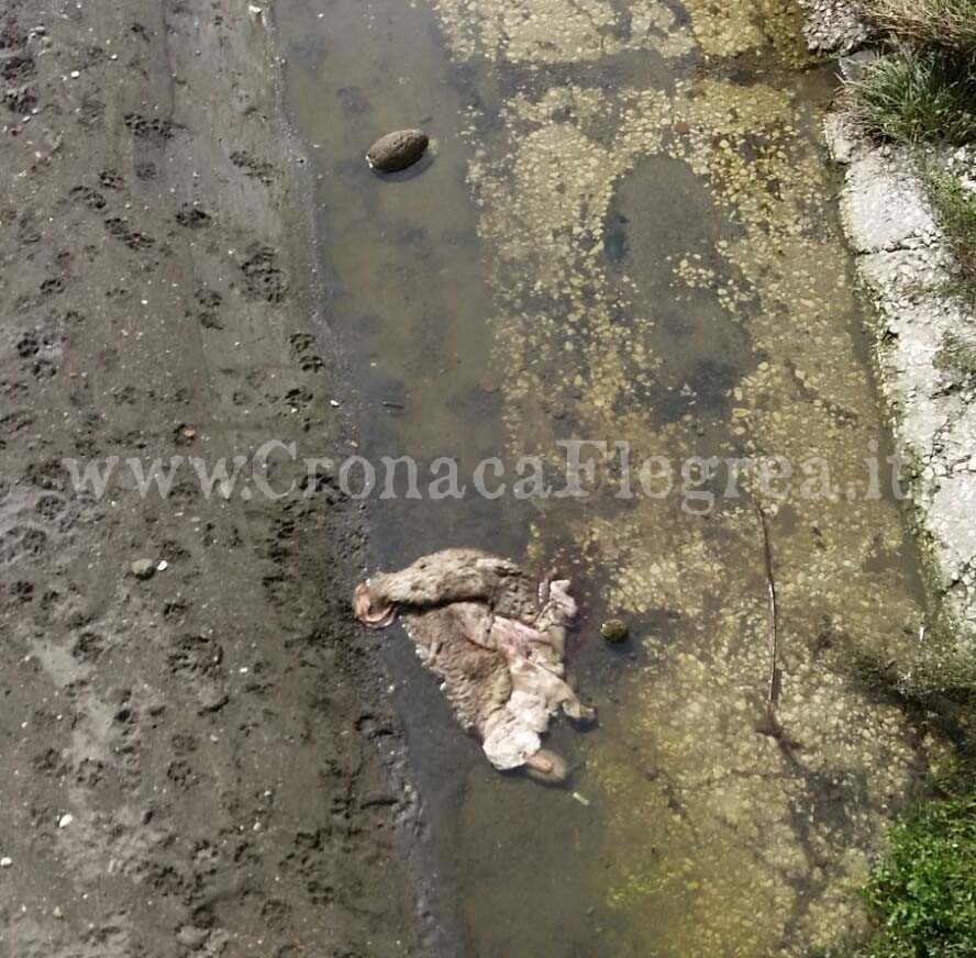 POZZUOLI/ Pecore macellate e gettate nel canale – LE FOTO