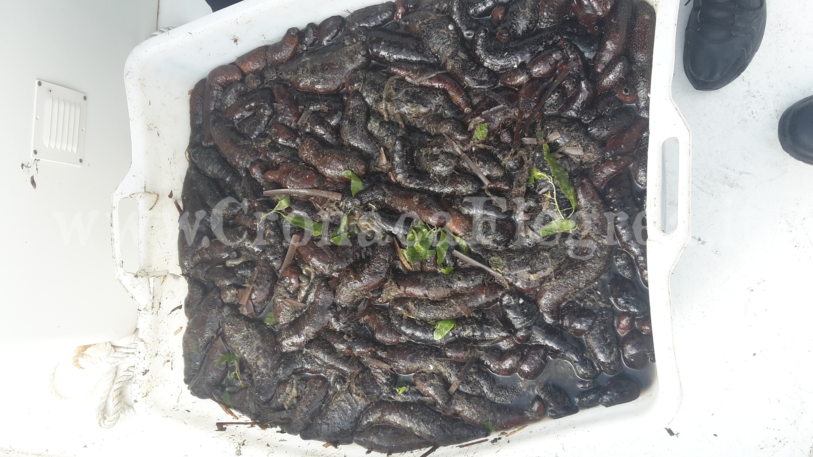 POZZUOLI/ Sequestrati 120 chili di “cetrioli di mare” – LE FOTO