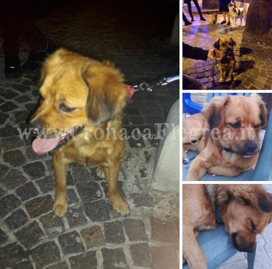 POZZUOLI/ Cagnolino sparito da Piazza a Mare, ricompensa per chi lo trova