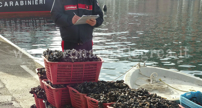 POZZUOLI/ Sequestrate 2 tonnellate di cozze “illegali” pronte per le festività natalizie