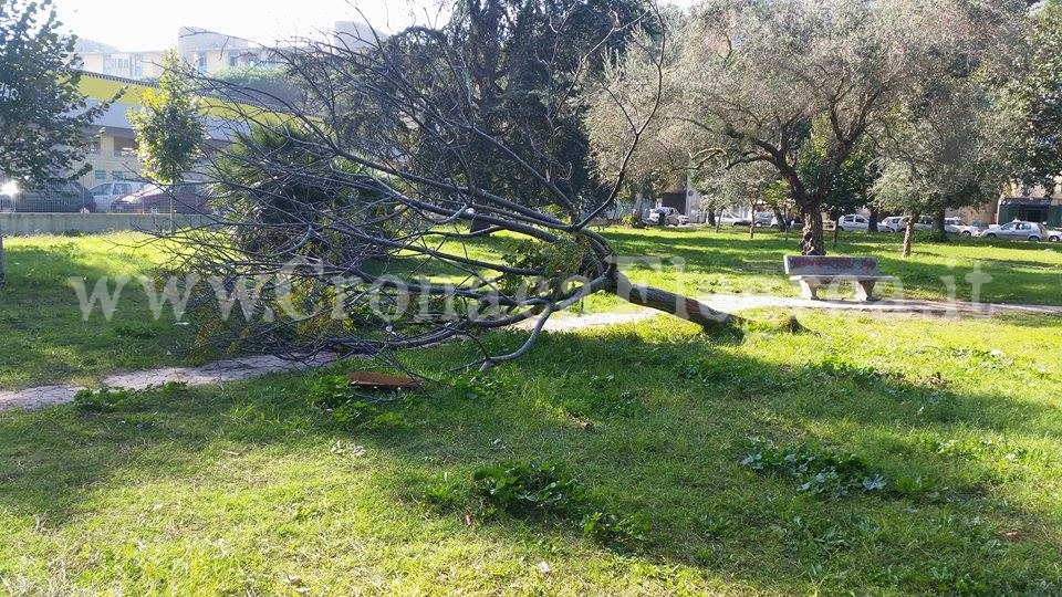 I LETTORI SEGNALANO/ «Albero caduto e lasciato a terra»