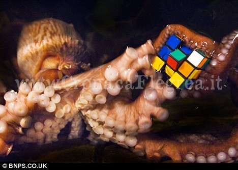 Mavis, la "signora polpo" del Sea Life Centre di Weymouth, Gran Bretagna, che "gioca" con il cubo di Rubik