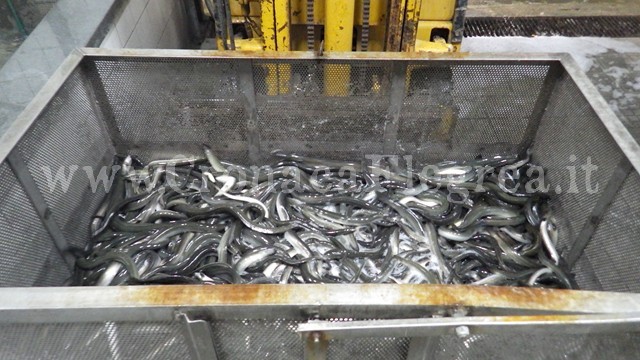 Blitz di Capitaneria e Forestale, sequestrate 5 tonnellate di anguille – LE FOTO