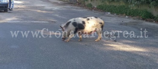 scrofa3