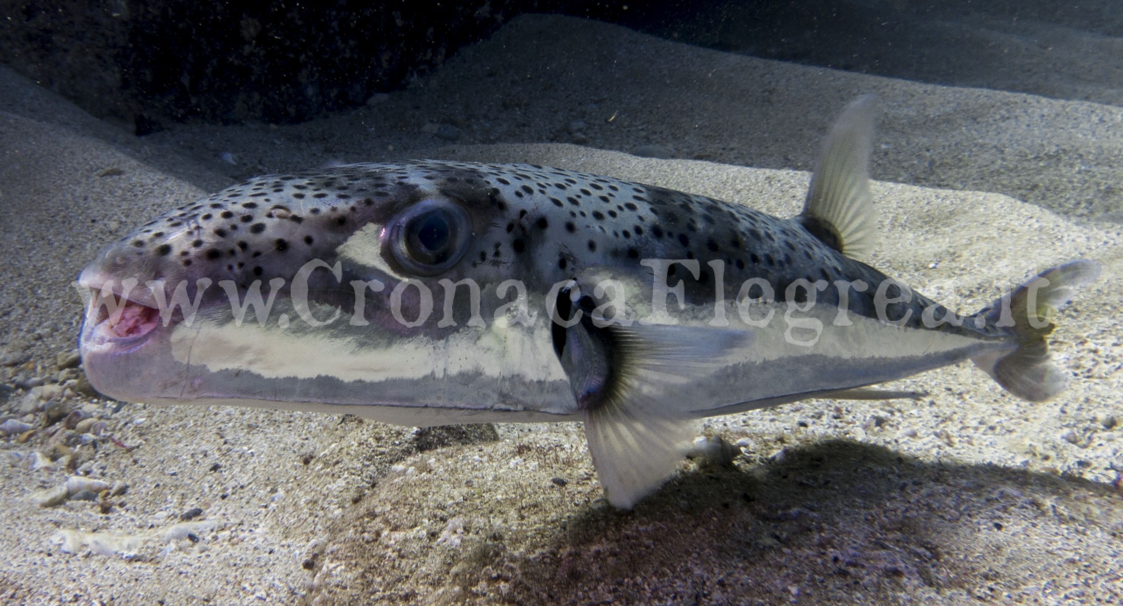 CAMPI FLEGREI/ Attenzione al “Lagocephalus sceleratus”, il pesce palla-killer