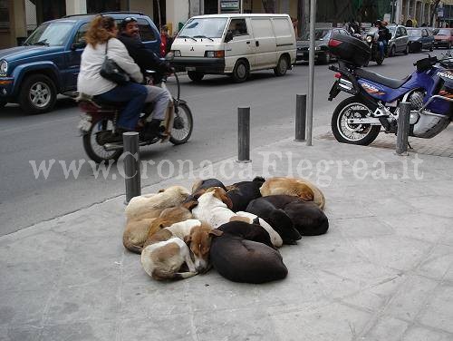 AMICI ANIMALI/ “Randagio? No, libero!”