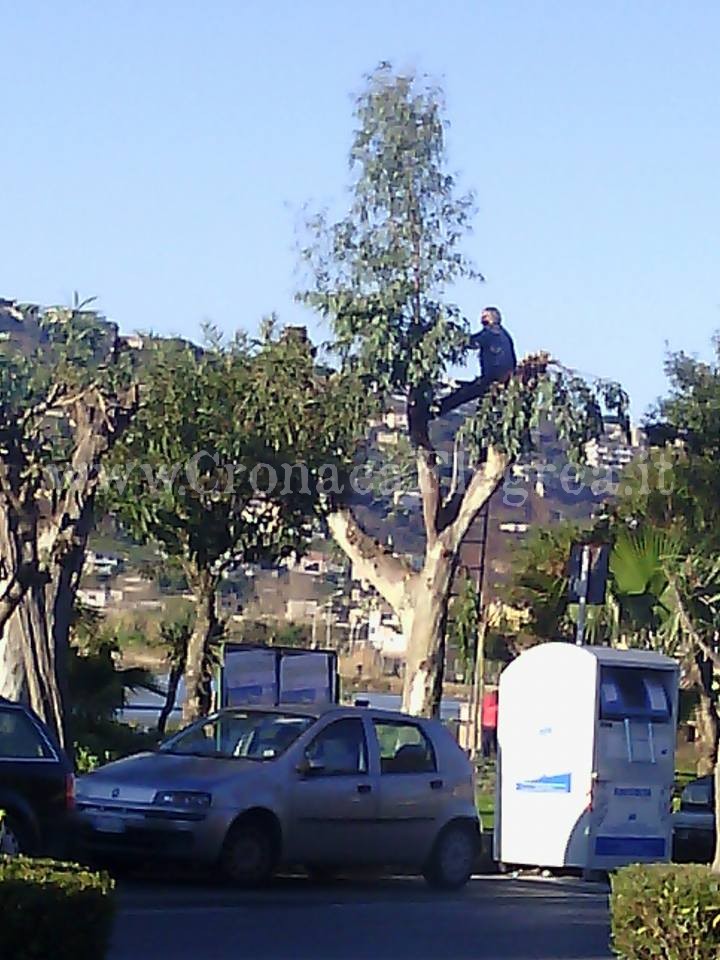 Assurdo a Bacoli: operai potano gli alberi appesi ai rami – LA FOTO