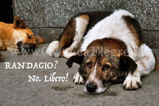 Randagio? NO. Libero! Fonte: facebook