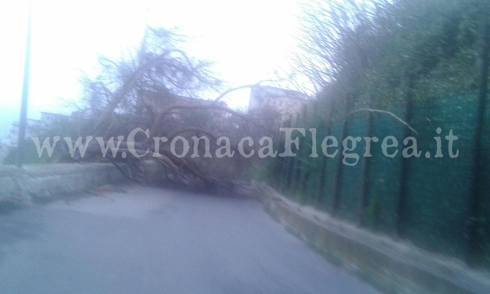L'albero caduto sulla Solfatara