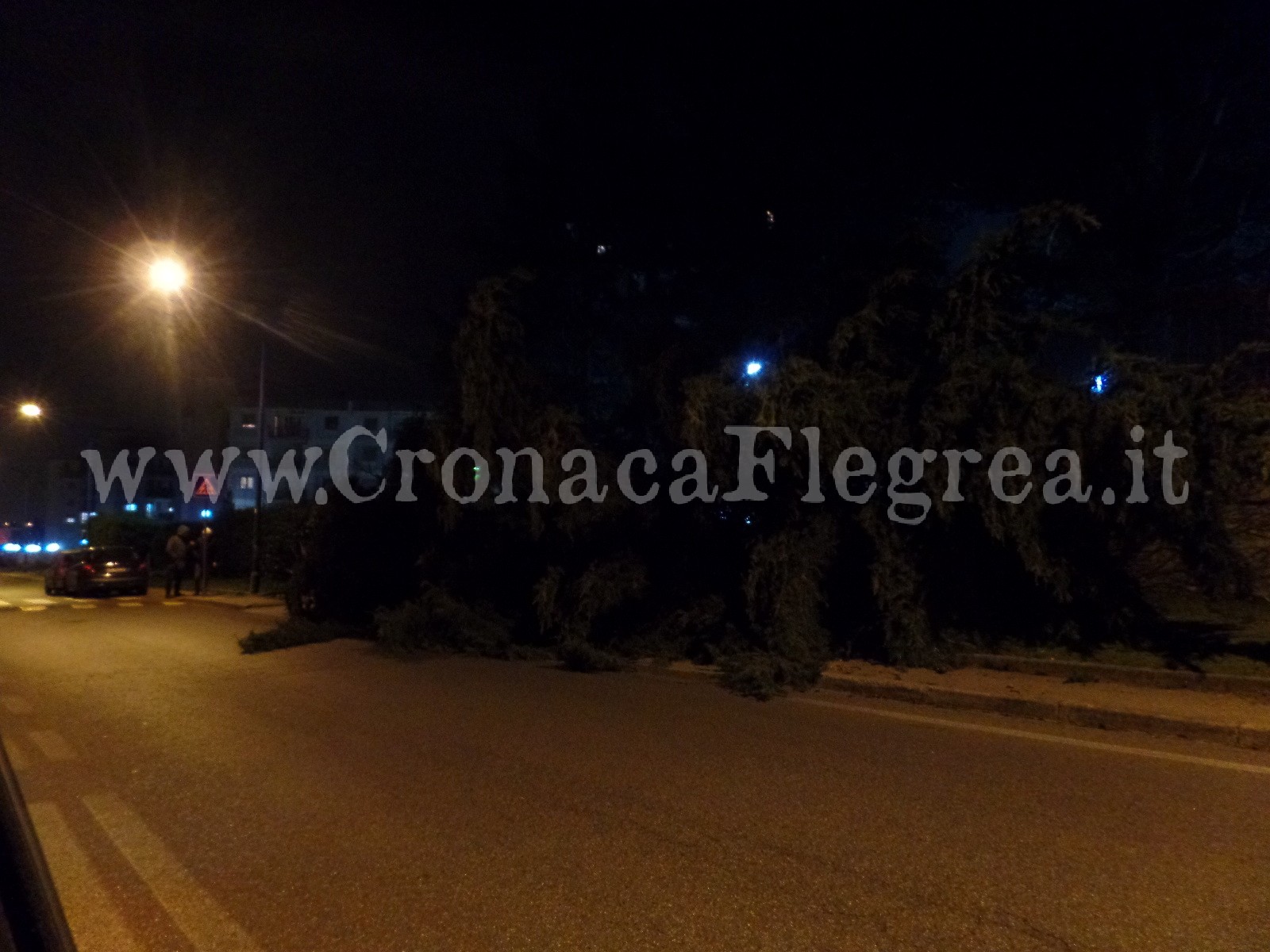 L'albero caduto a Monterusciello