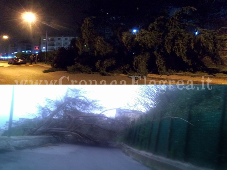 Cadono alberi a Monterusciello e sulla Solfatara: residenti e clienti di un hotel “intrappolati” – LE FOTO