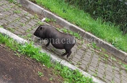 POZZUOLI/ Strano animale a spasso per Monterusciello