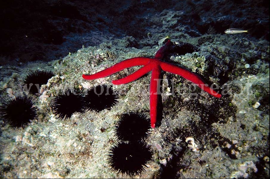 AMICI ANIMALI/ Le Stelle Marine: un prezioso patrimonio da preservare