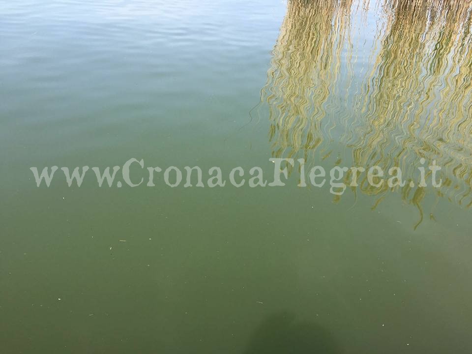 POZZUOLI/ Acqua marrone e maleodorante nel Lago d’Averno – LE FOTO