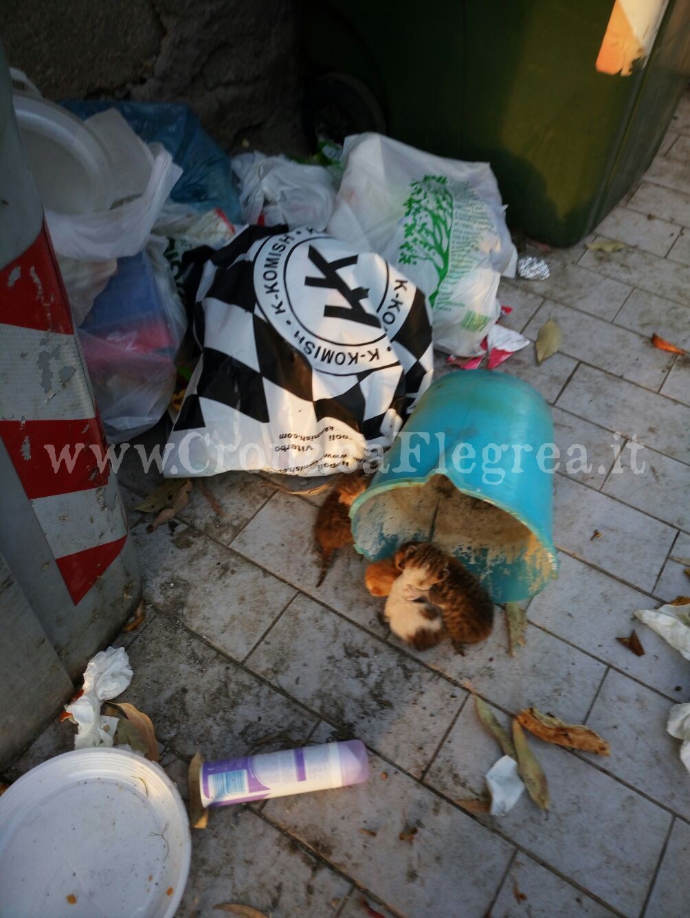 POZZUOLI/ Gatti appena nati abbandonati tra i rifiuti «Aiutateci a salvarli»