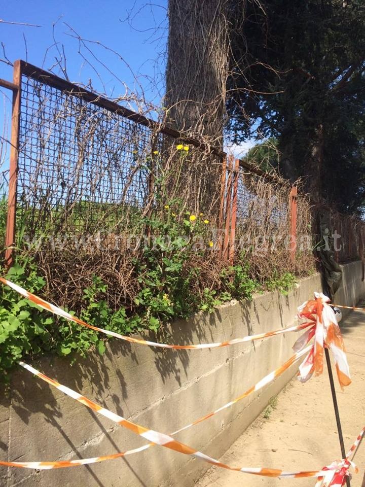 I LETTORI SEGNALANO/ «L’albero rischia di cadere, cosa aspetta il comune ad intervenire?»