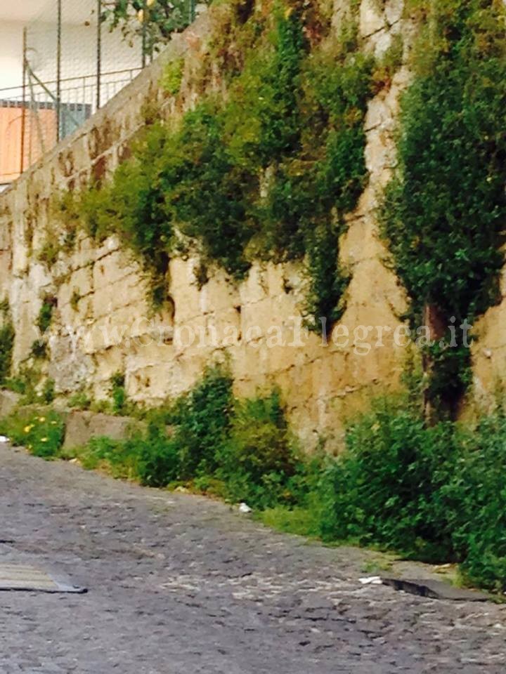 MONTE DI PROCIDA/ Strade e marciapiedi invasi dalla parietaria, decine di attacchi allergici