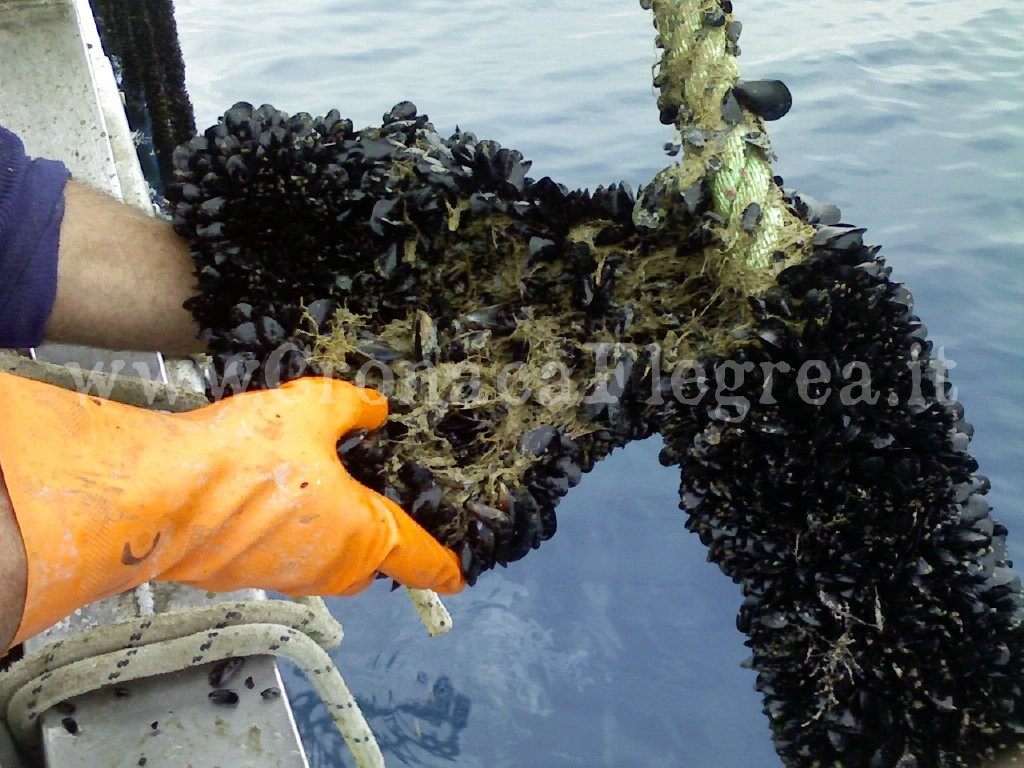 Scoperto allevamento abusivo, distrutte 14 tonnellate di frutti di mare