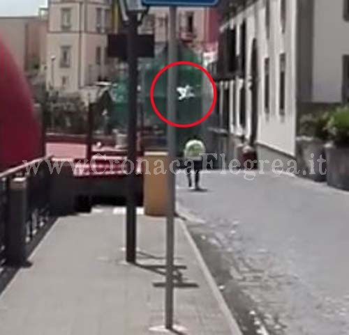 POZZUOLI/ Gabbiano “killer” attacca i passanti: è panico in via Marconi – LE FOTO