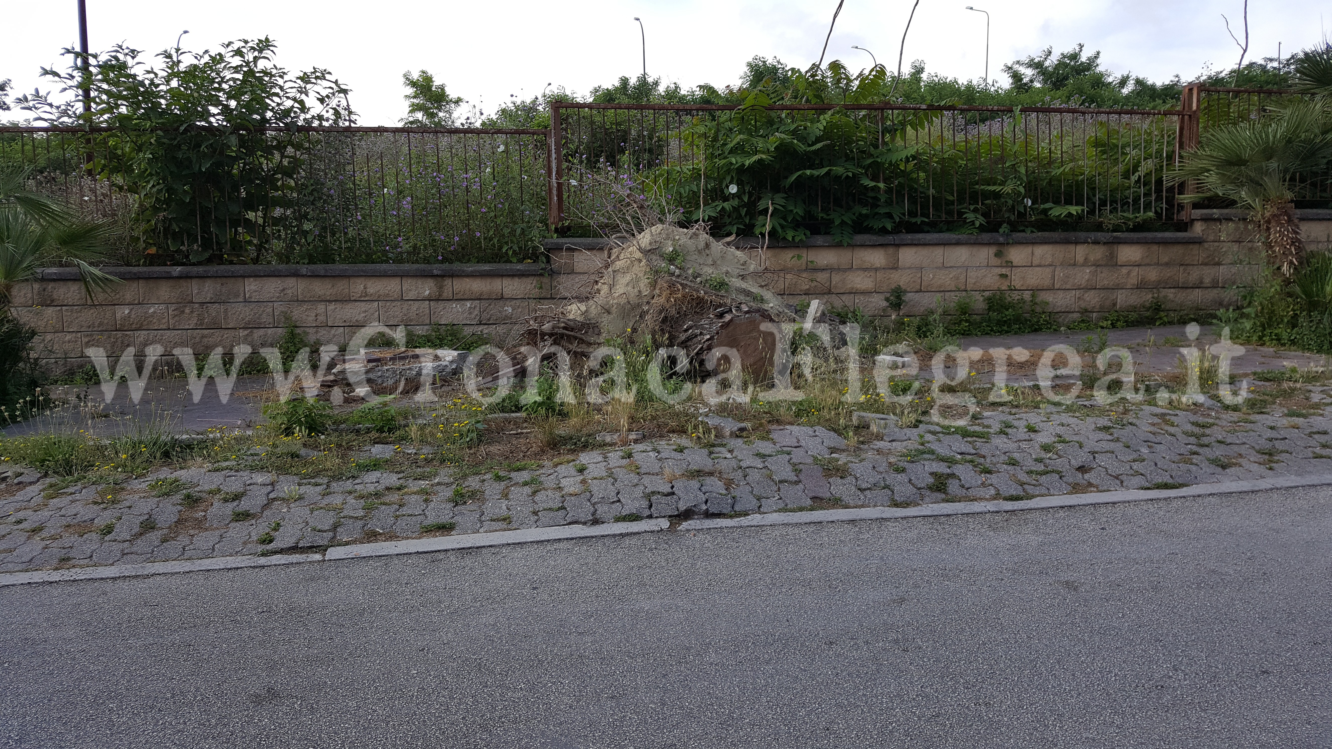 POZZUOLI/ Tre alberi abbattuti dal maltempo: dopo 4 mesi si aspetta ancora la rimozione