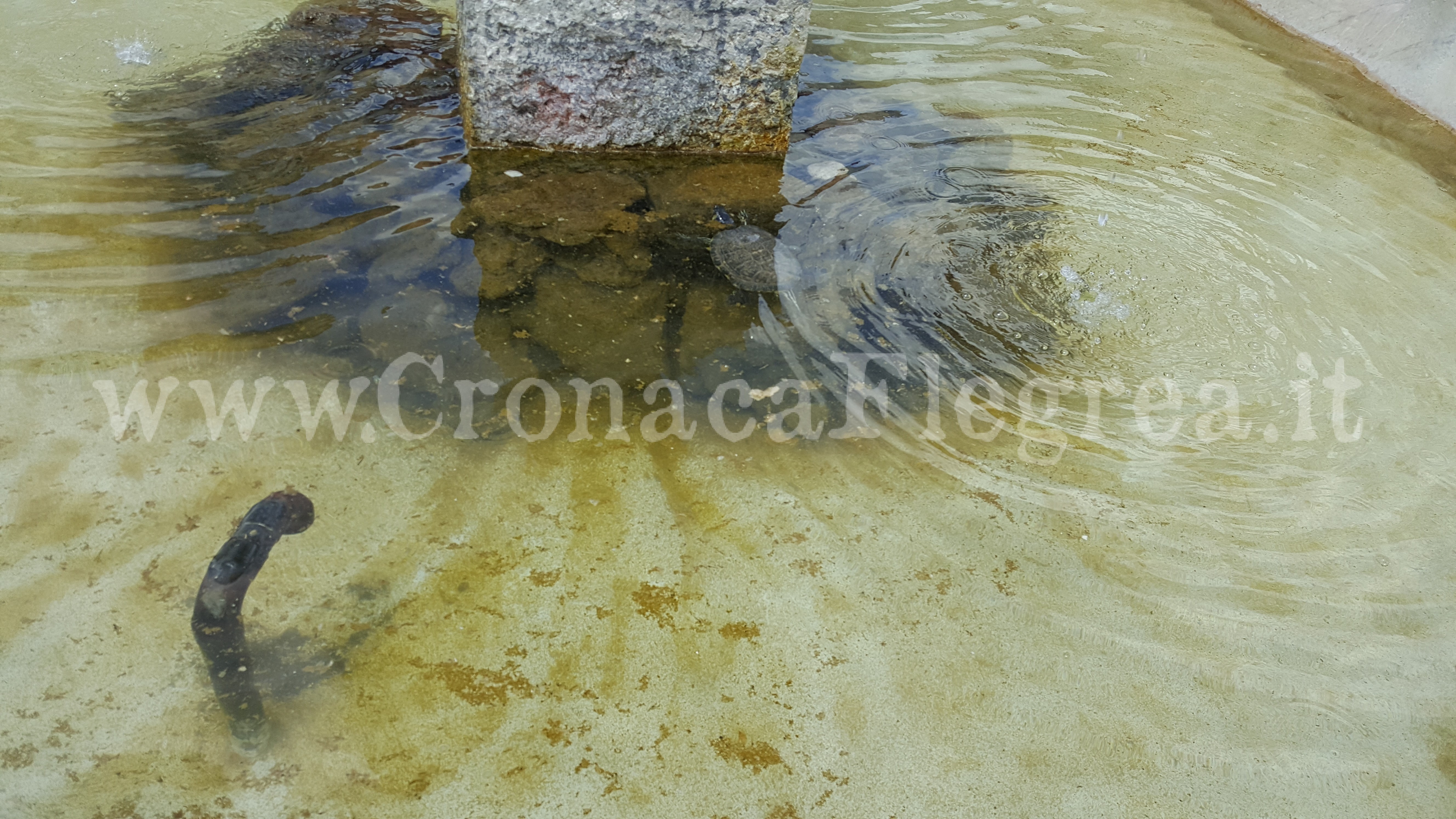 CURIOSITA’/ Due tartarughe nuotano nella fontana di Piazza della Repubblica – LE FOTO