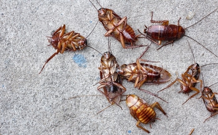 MONTE DI PROCIDA/ Contro gli scarafaggi prosegue la deblattizzazione in città