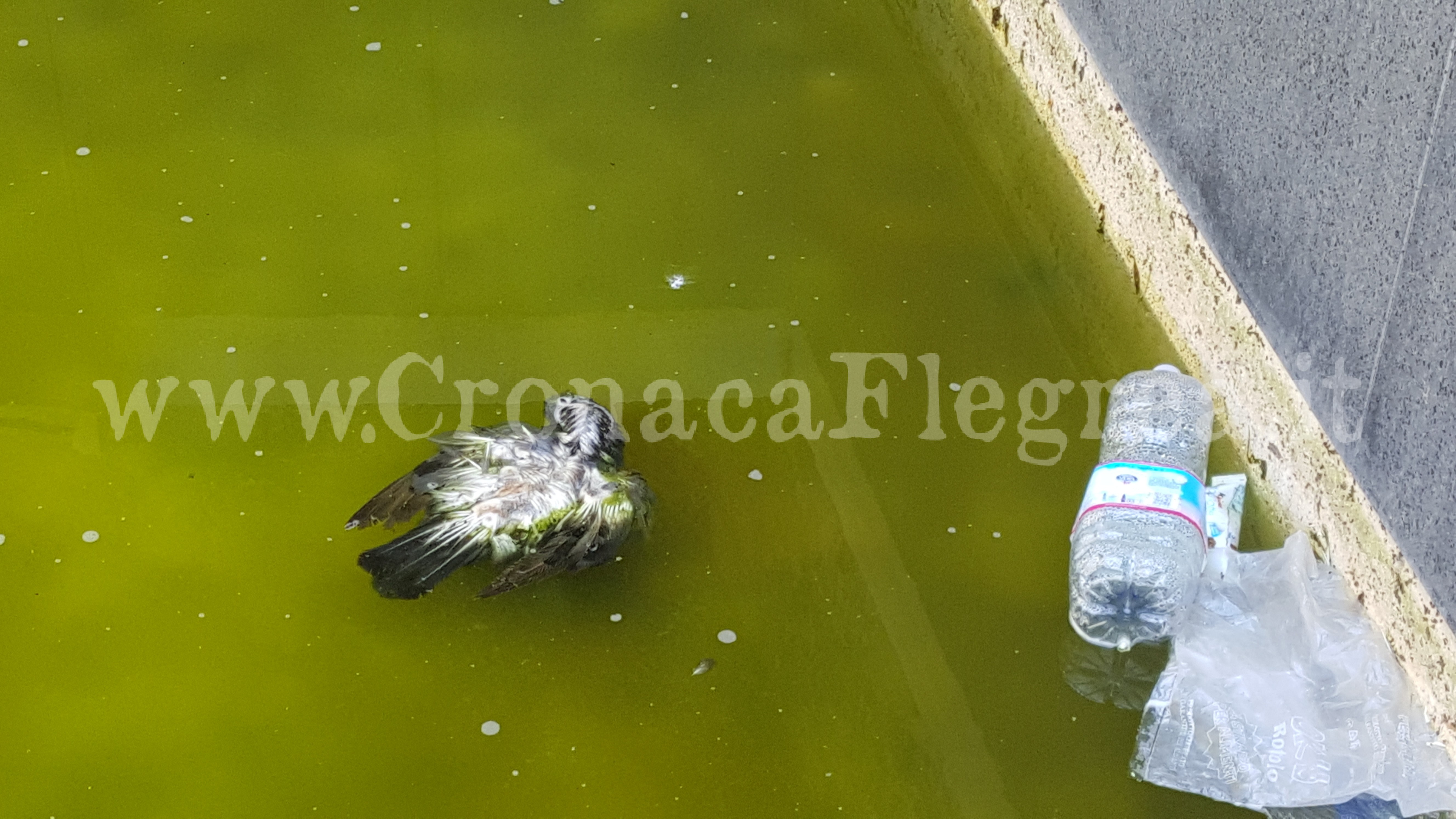 LA VERGOGNA/ Un piccione morto nella fontana ai piedi del Rione Terra – LE FOTO