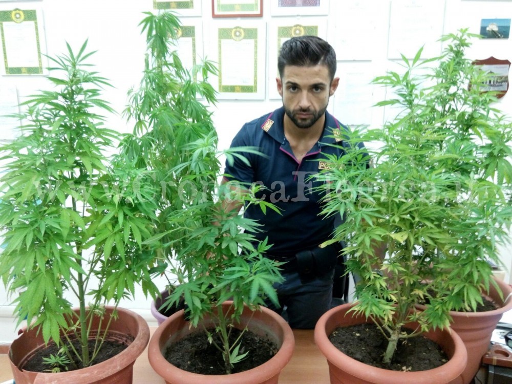POZZUOLI/ Coltiva marijuana in casa, arrestata 56enne