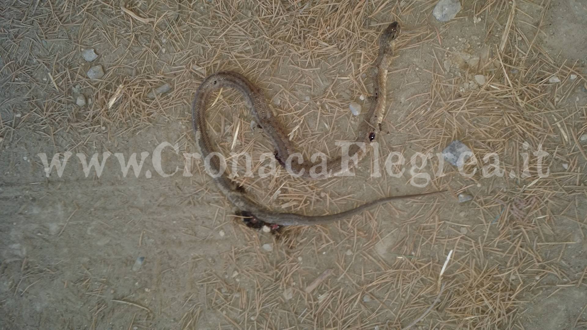 POZZUOLI/ Bimba scambia serpente per una collana e ci gioca: “salvata” dai vicini