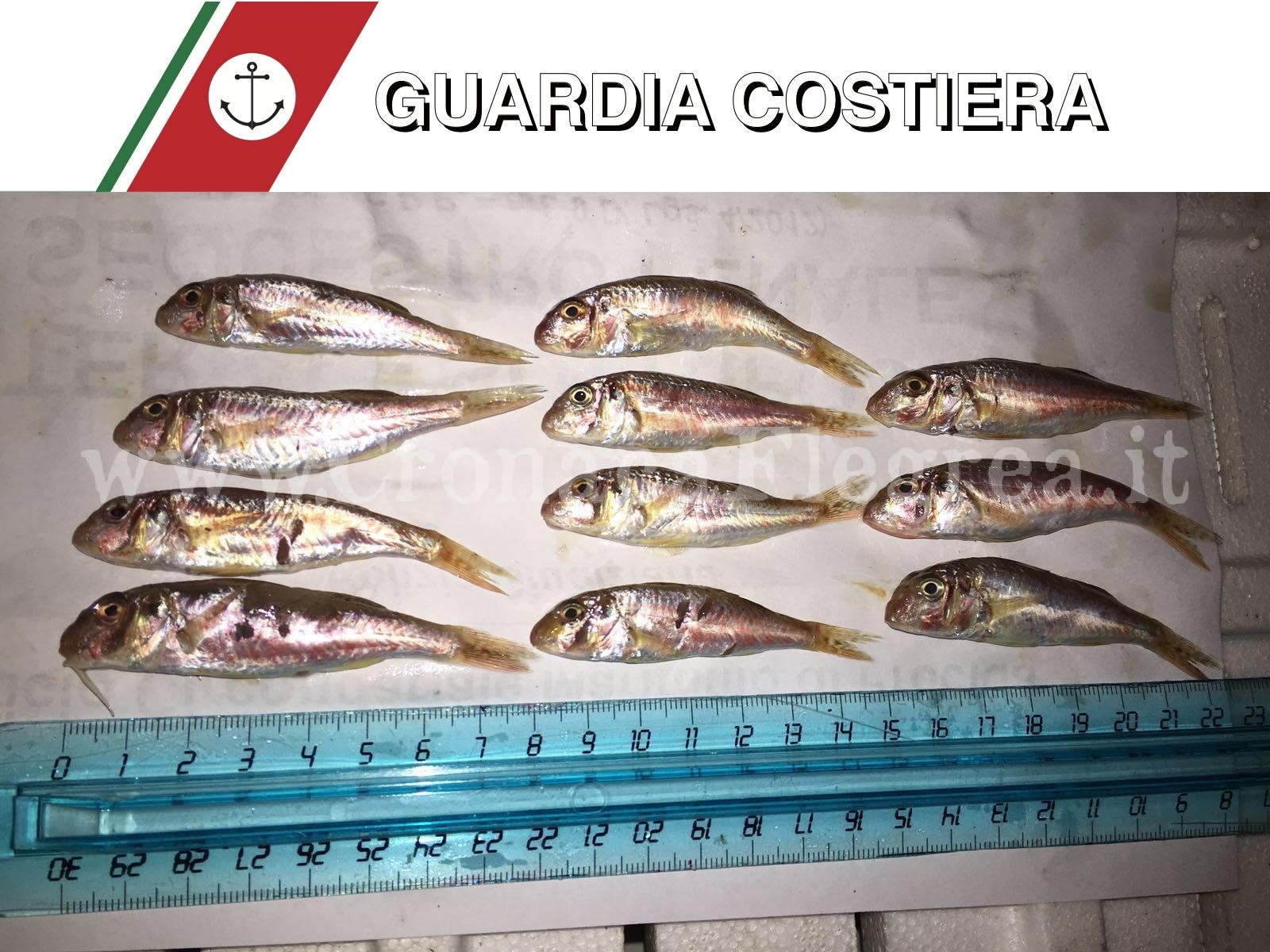 MONTE DI PROCIDA/ Acquamorta, sequestrate 15 cassette di prodotti ittici illegali