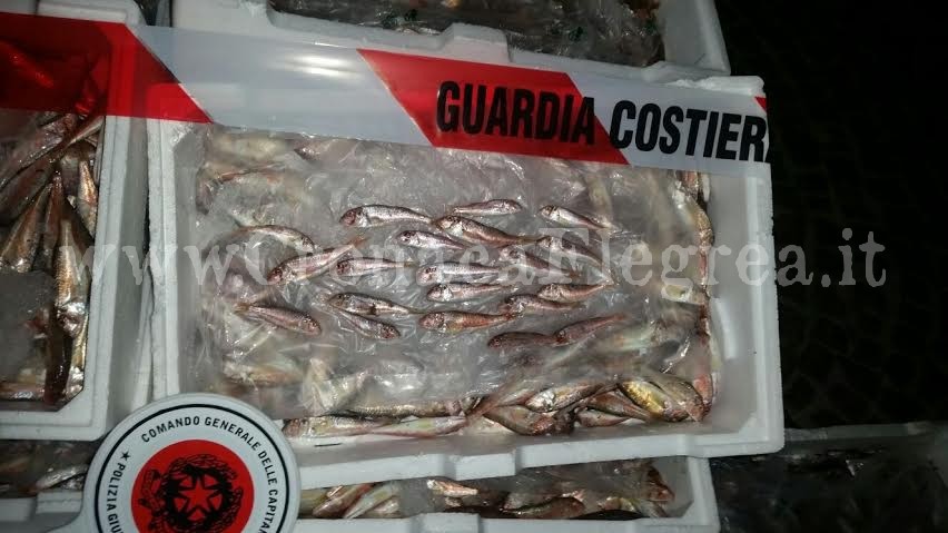 POZZUOLI/ Pesce “illegale” sequestrato dalla Guardia Costiera, andrà ai meno abbienti