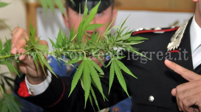 MONTE DI PROCIDA/ Piante e semi di marijuana in casa, 62enne in manette