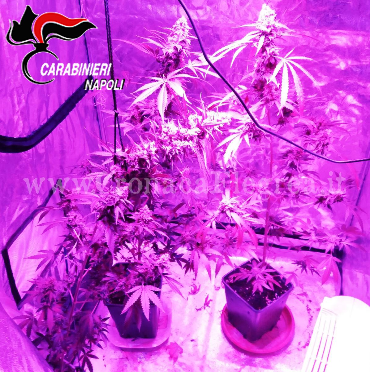 Serra per cannabis con lampade e fertilizzanti: 2 arresti