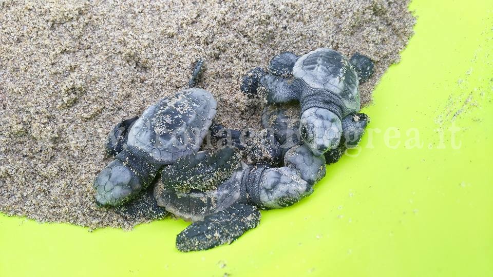 Nascono piccole tartarughe marine, è spettacolo sulla spiaggia – LE FOTO