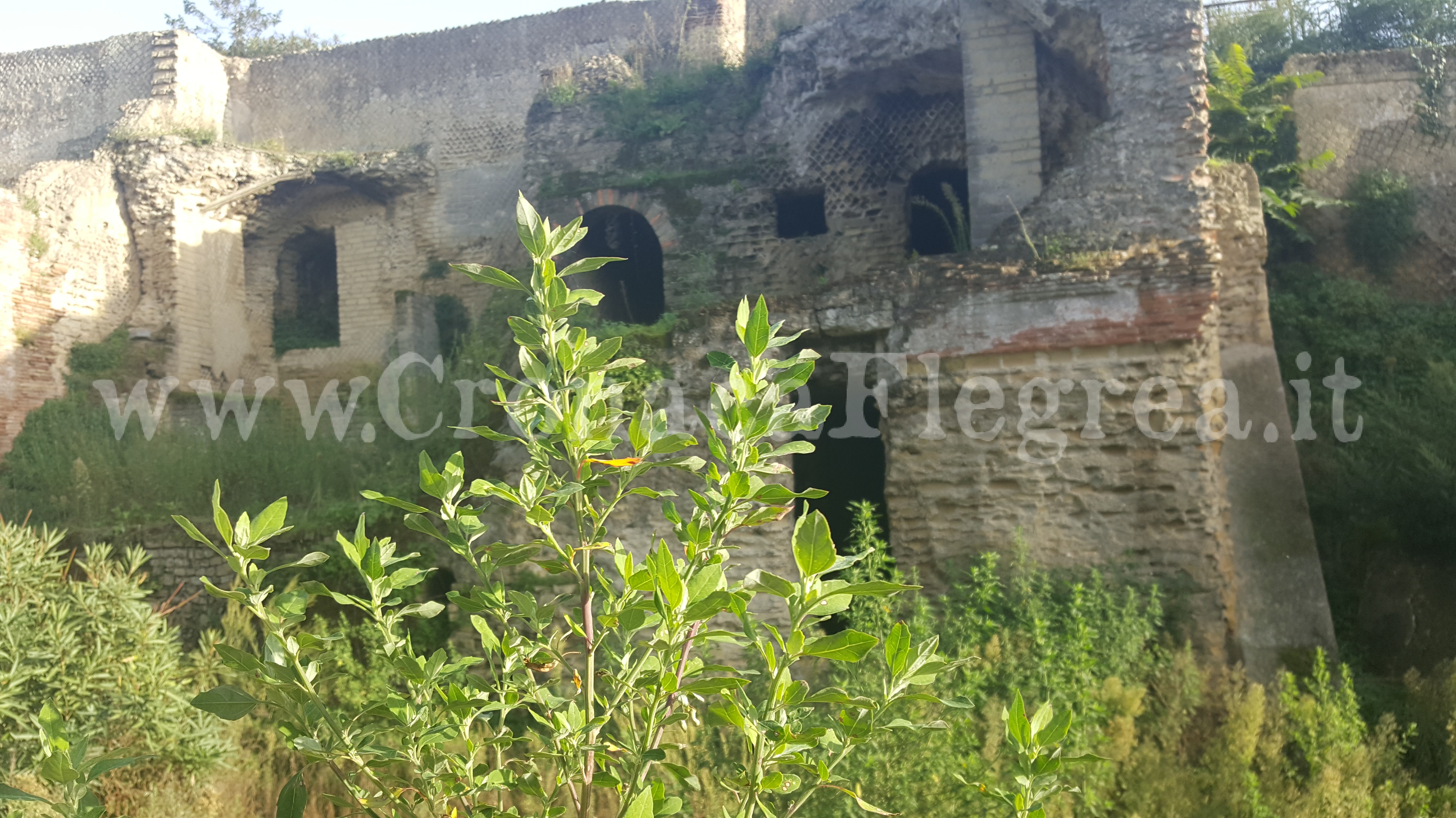 Siti archeologici ricoperti dalle erbacce: a Pozzuoli trionfa il degrado – LE FOTO