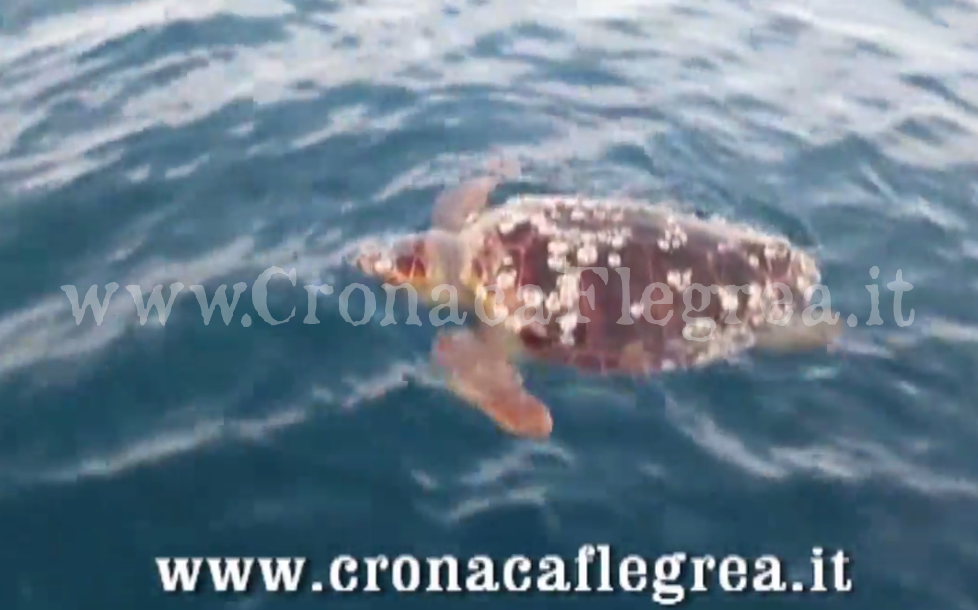 MONTE DI PROCIDA/ Grossa tartaruga “Caretta Caretta” trovata morta in mare – IL VIDEO