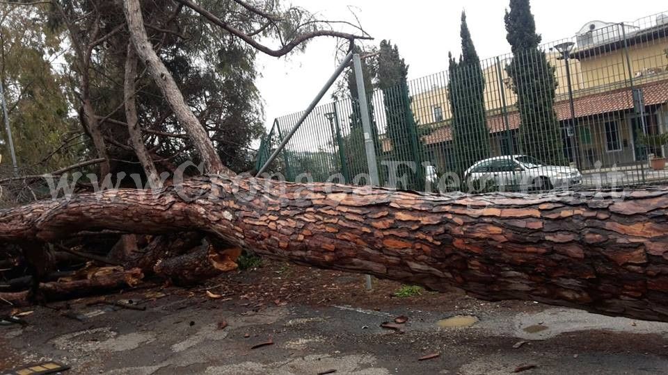 POZZUOLI/ Grosso albero si schianta sulla strada. La denuncia: «Pericolo segnalato tante volte» – LE FOTO