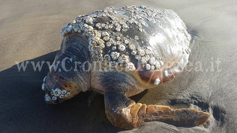 Tartaruga Caretta Caretta morta a Licola. L’SOS: «E’ la terza dall’inizio dell’anno»
