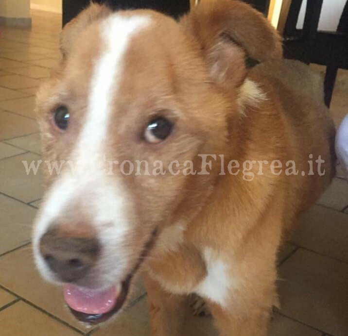 POZZUOLI/ Bastona il cane e tenta di lanciarlo dal quinto piano