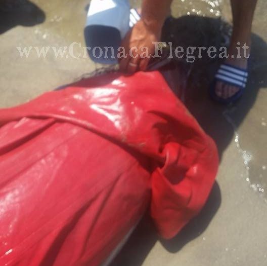 POZZUOLI/ Delfino morto in spiaggia a Licola: è polemica sulla dinamica dei fatti