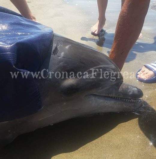 POZZUOLI/ Delfino muore in mare e finisce sulla spiaggia di Licola – LE FOTO
