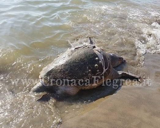 POZZUOLI/ Un’altra tartaruga “Caretta Caretta” trovata morta a Licola