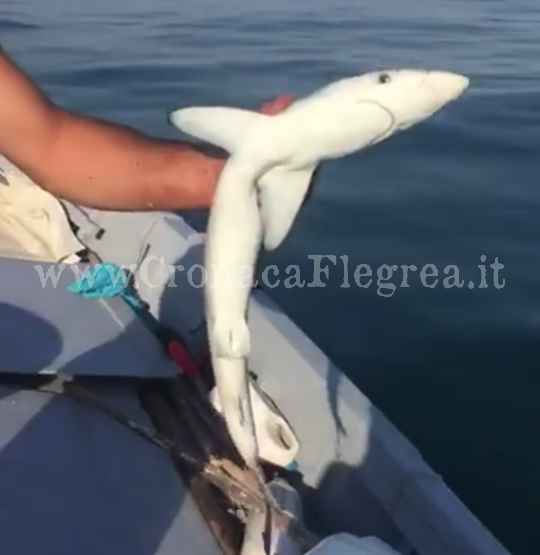 Pesca con sorpresa a Monte di Procida: nella rete uno “squalo azzurro”