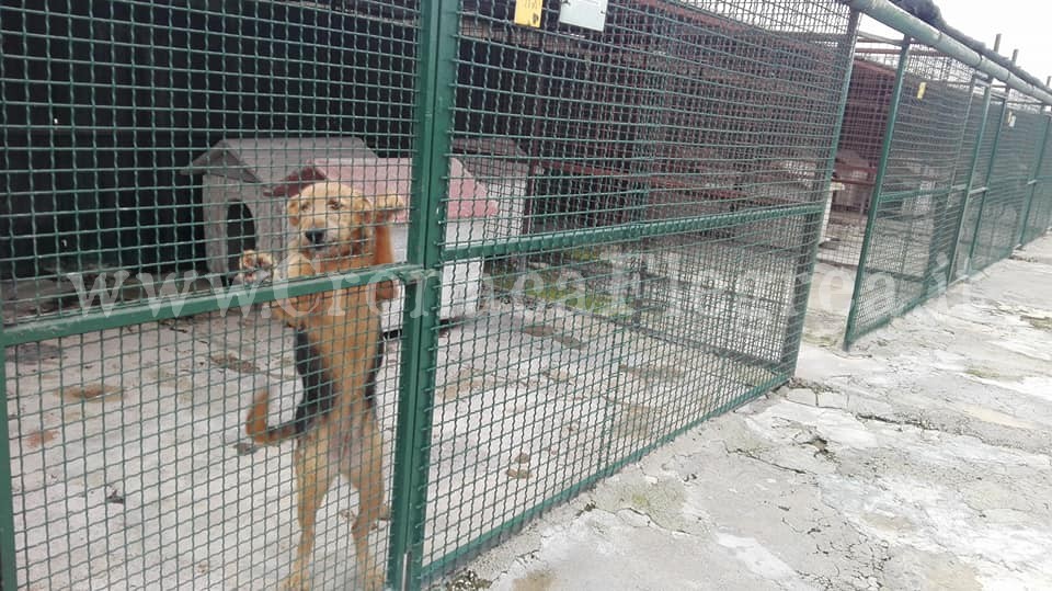 A Licola centinaia di cani a rischio: parte la campagna di adozione a distanza