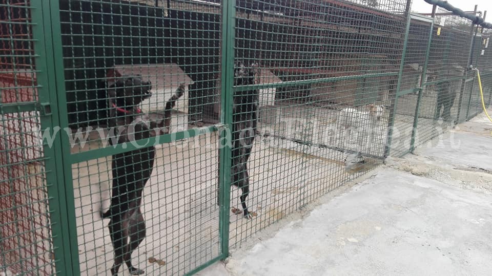 POZZUOLI/ L’allarme: «A Licola 200 cani rischiano di morire di fame – LE FOTO