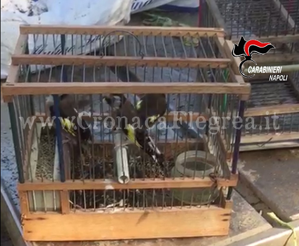 POZZUOLI/ Uccelli e cani maltrattati in un allevamento abusivo a Licola: denunciato 54enne