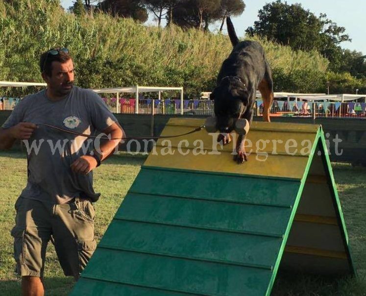 Una scuola per cuccioli e padroni: a Pozzuoli l’iniziativa di Nando, una vita al servizio dei cani